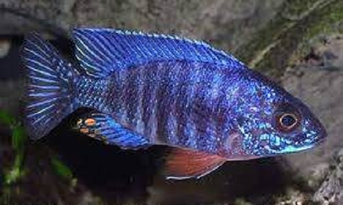 Aulonocara hansbaenschi 5-6 cm